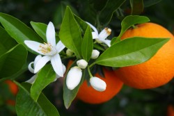 Appelsiininkukka