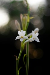 Tuberose