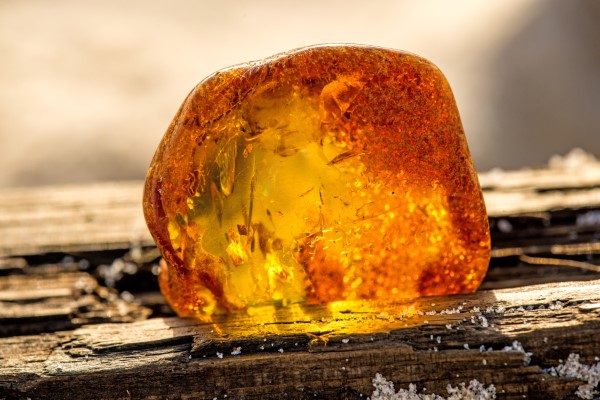 Amber - Fougere